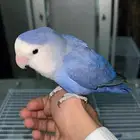 روز و 4 ازواج زيبرا للبيع