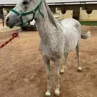 فرس صفراء شيخه