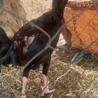 ديك بكستاني شامو يباني