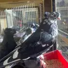 اجواز قنادي