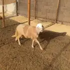 سواكن ثلاجه تم البيع