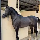 حصان شعبي