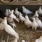 حمام لا البيع
