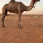 رحول ابل شرط