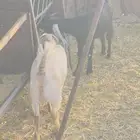 جفار