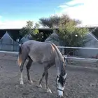 حصان للبيع العمر 4 سنوات