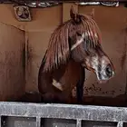 حصان واهو شيخ