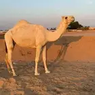 ضروبه كفو رمانيه