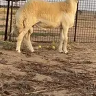 فحل حري صنف الصنف جذع ومشروط تم البيع