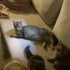 قطط