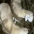 حريات مع طبخ و توصيل