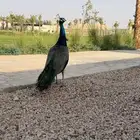 مفقود جوز طاووس في الهياثم هذي صورة الذكر