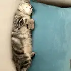 قطه اسكوتش