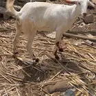 جفره بيشيه صنف الصنف