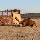 خلفة حمراء مصغر جرم ولون