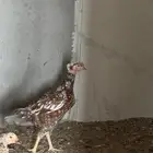 دجاج سندي
