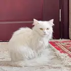 تبني قطه شيرازيه اليفه جد ا