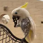بغبغاء