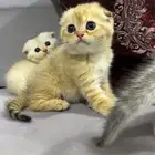 قطط سكوتش فولد