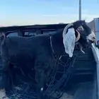 للبيع فحل عارضي مشروط