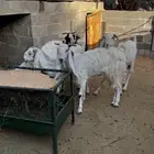 معزا طيبات دفيع وقريبات من مراح واحد