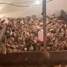 فقاسه عون 3500 بيضة للبيع