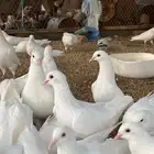 حمام فرنسي