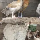 صيصان فروخ دجاج بلدي محصن 100
