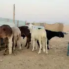 سواكني مرابي ع شعير وبرسيم
