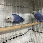 روز