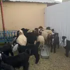طليان ذبايح وتيوس طيبات بلحيل
