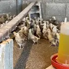 صوص دجاج بلدي