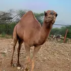 اضم الجائزة