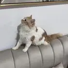 للبيع شيرازي عمره 6 شهور