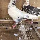 جوز قطايف نمش