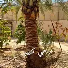 نخلات