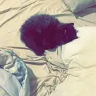 قطوه شيرازي هجين هيملايا