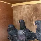 حمام قلابي طبات