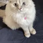 قطوه