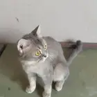 سكوتش ستريت