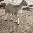 مشروع فحل العمر 6شهور