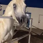 حصان مصري بيور للبيع