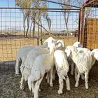 بهم حري رخال