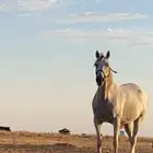 فرس