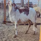 طليان سواكن مرابي 4 شهور فل شحم