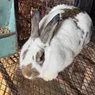 ارانب بابيون العملاق