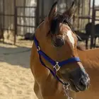 مهر شعبي