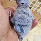 فروخ ببغاء كنيور بطفرات مختلفة