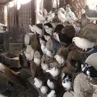 حمام للبيع مشكل