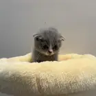 قطط سكوتش فولد